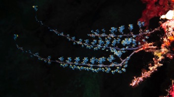 Tunicates